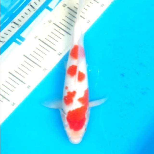 Kohaku jozz 35cm