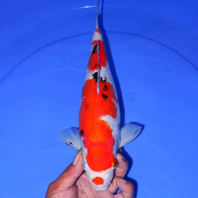 33cm SANKE BULKY RAPI