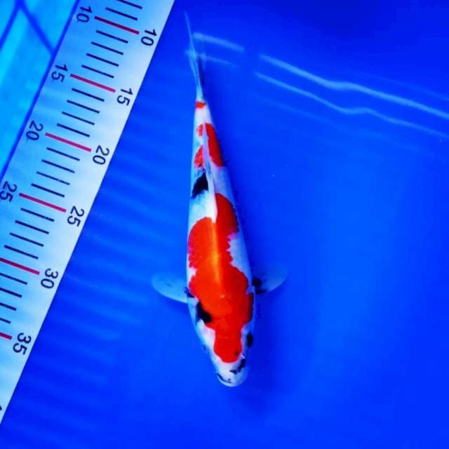Showa 27cm