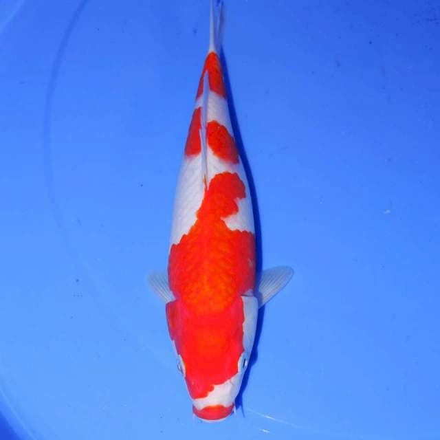KOHAKU HIGH QUALITY