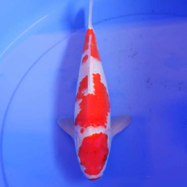 SANDAN KOHAKU
