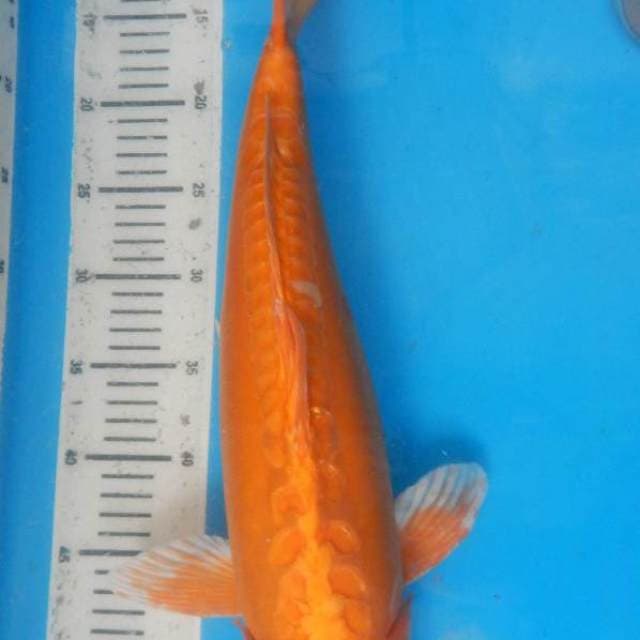 ORENJI OGATA