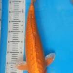 ORENJI OGATA