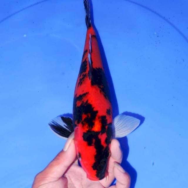 32cm HI UTSURI