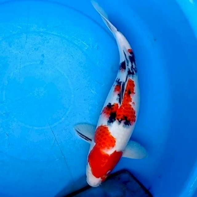 40cm BADAK SANKE