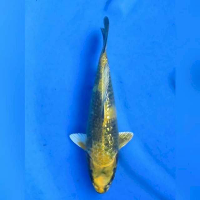 28cm - Kin Utsuri Ginrin
