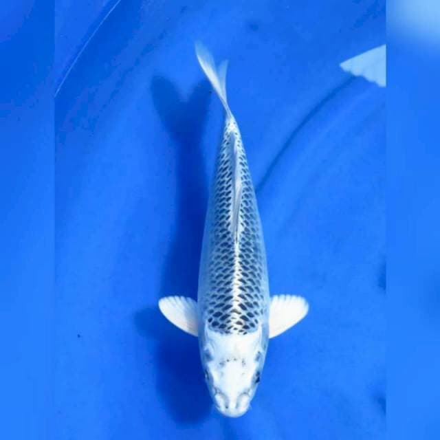 33cm - Gin Matsuba