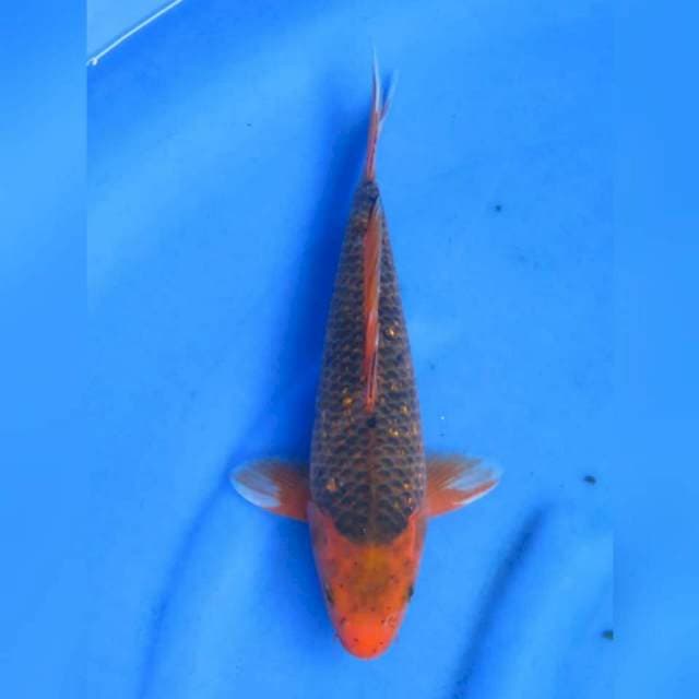 31cm - Matsuba