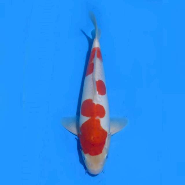 33cm - Red Doitsu Kohaku