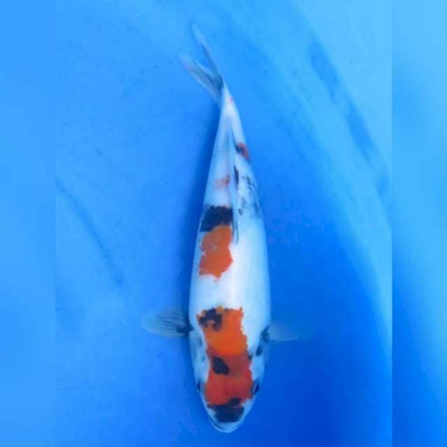 28cm - Kindai Showa
