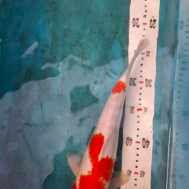 Kohaku