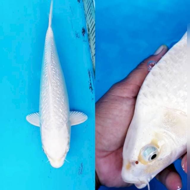 GINRIN OGON BERPUNUK 33 CM
