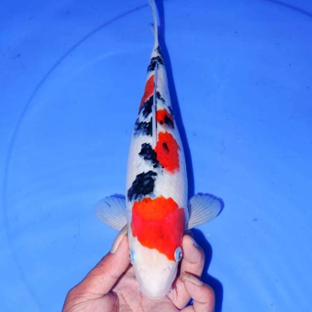 TSUBOSUMI SANKE 30cm