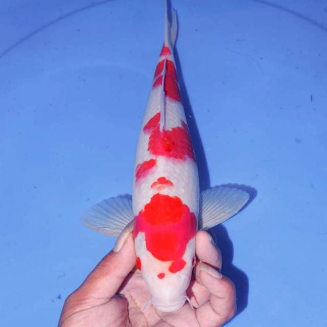 KOHAKU ABSTRAK 31cm