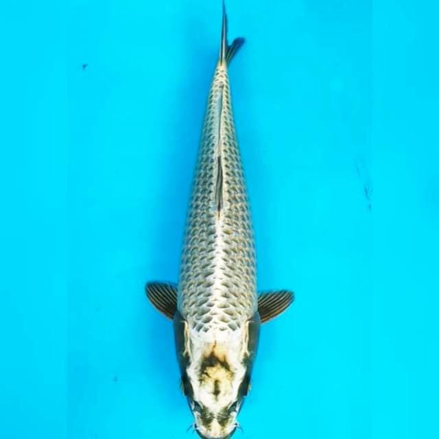 LIGHT GOLD MUKASI 38 CM