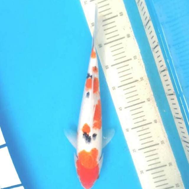 Si jumbo 39 cm body siip