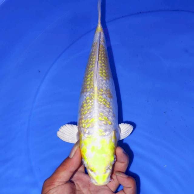 HARIWAKE BLINK BLINK 30cm