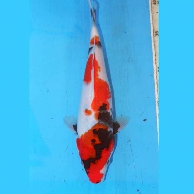 KINDAI SHOWA MOTOGORO 22cm