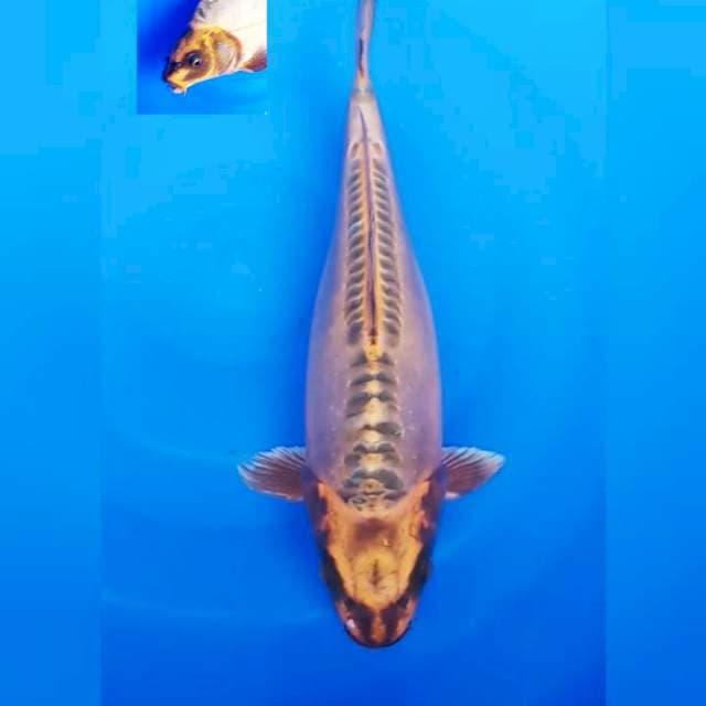 GOLD KIKO BULKY PUNUK 34 CM