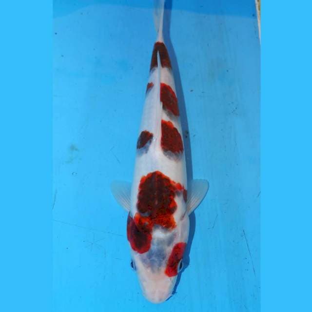 KOROMO POLKADOT 25cm