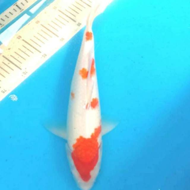 Kohaku 38cm bongsor
