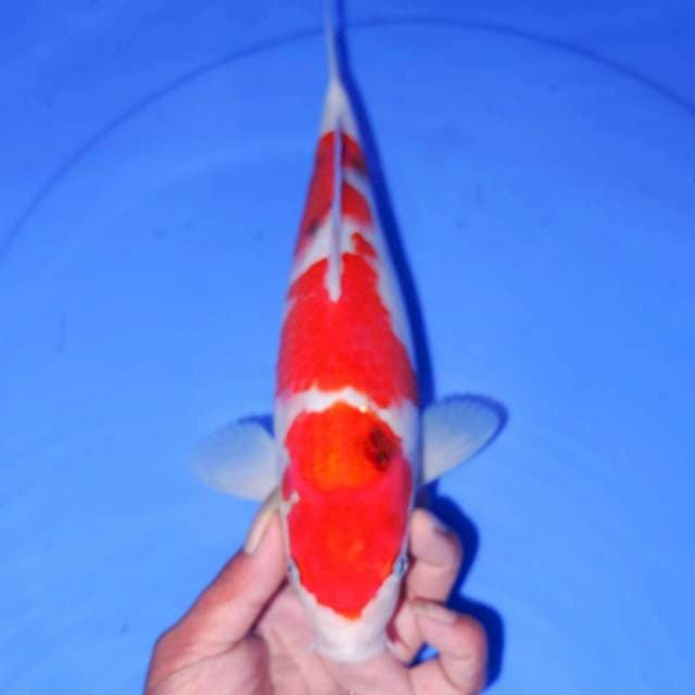 SANKE 3 STEP 31cm