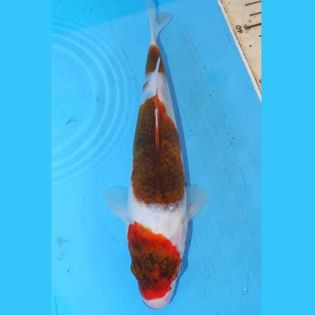 BUDO KOROMO 23cm