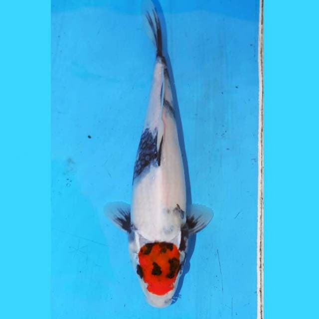 TANCHO SHOWA 23cm