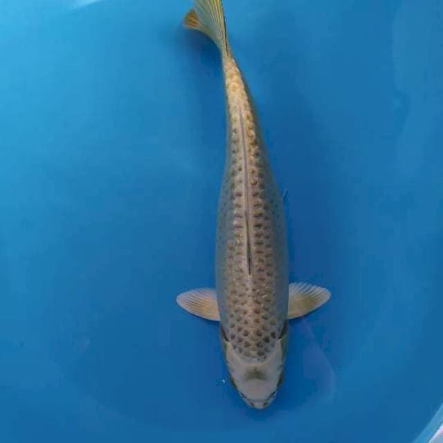 ginrin 37 cm