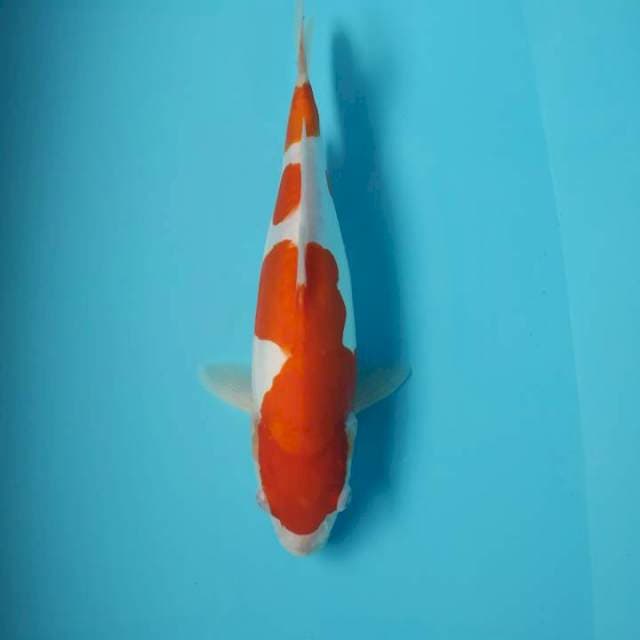 Kohaku doit murni 31cm