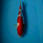 Kohaku doit murni 31cm