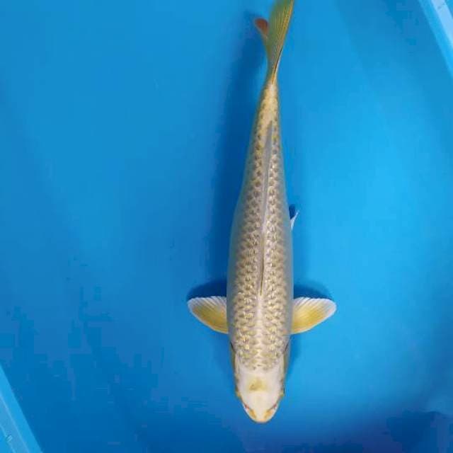 ginrin 39 cm
