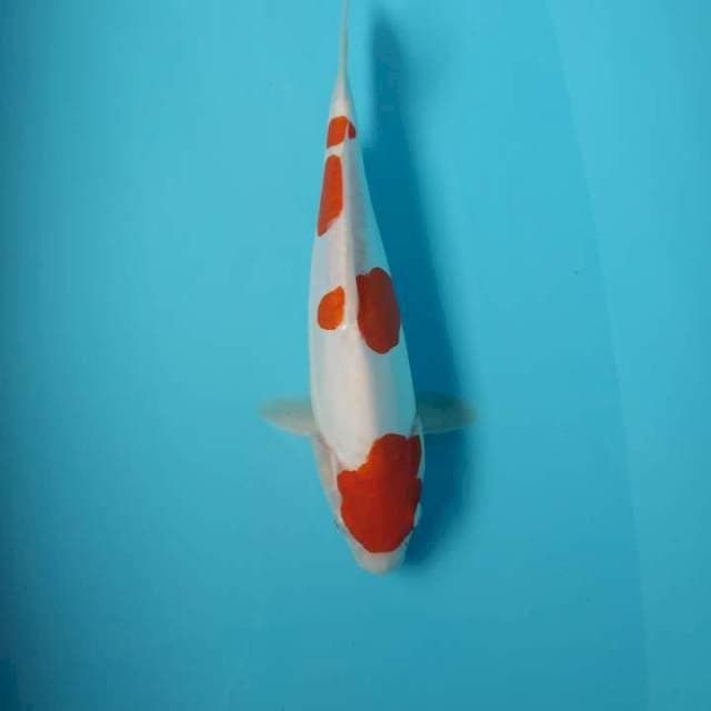 Maruten doitsu 30cm