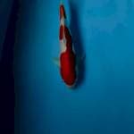 Kohaku doit murni 30cm