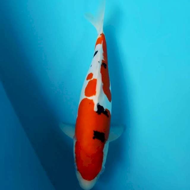 Sanke doitsu murni 30cm