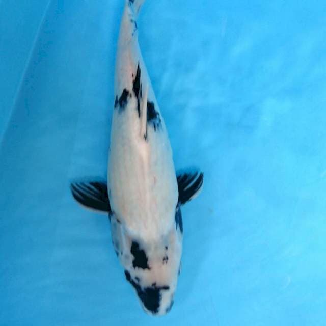 JUMBO SHIRO 42 cm