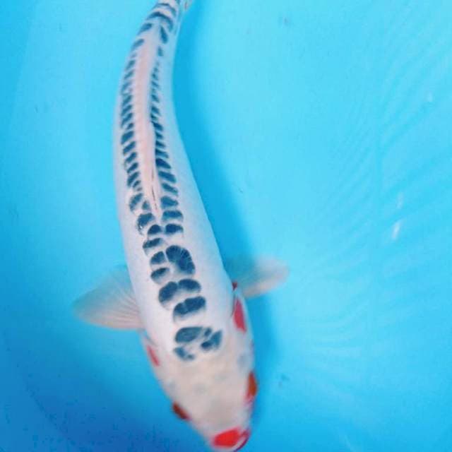 SHUSUI 38 cm