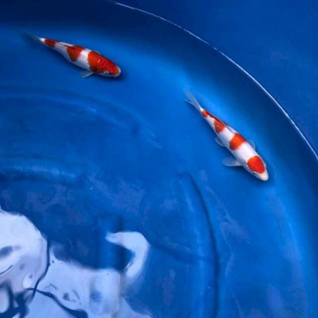 Kohaku 2 ekor