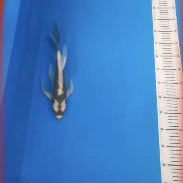 Kumpay Kabuto 35bu