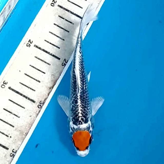 Tancho kujaku, 15 cm
