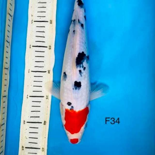 Kucibeni sanke, F34cm
