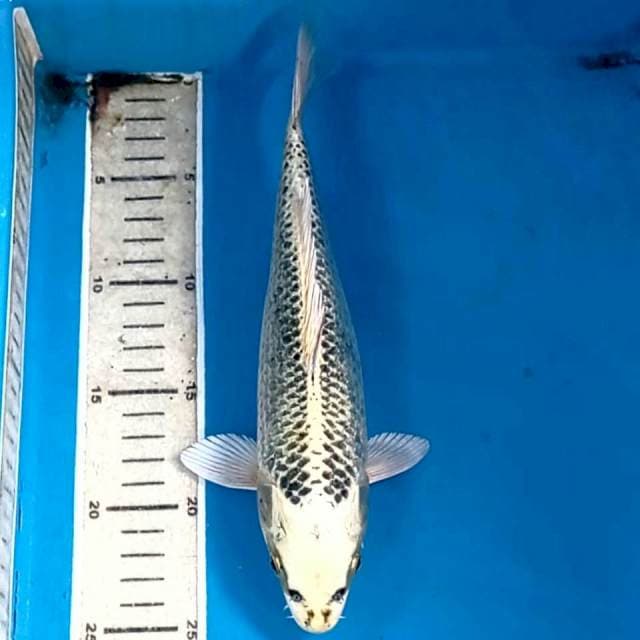 Kin matsuba, 26 cm