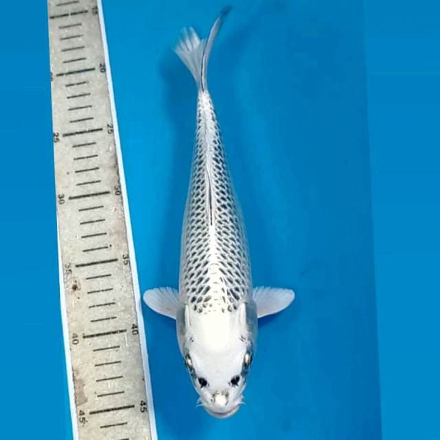 Gin matsuba, 28 cm