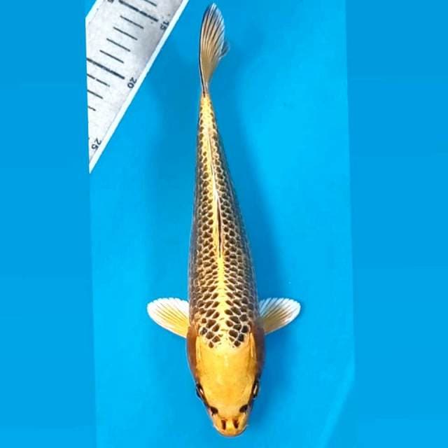 Kin matsuba, 26 cm