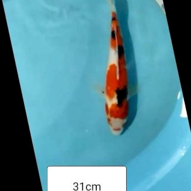 SANKE STRONG 31CM