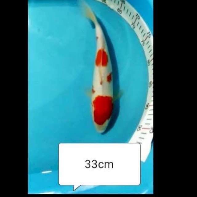 KOHAKU STRONG 33CM