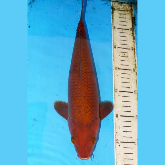 33CM CHAGOI