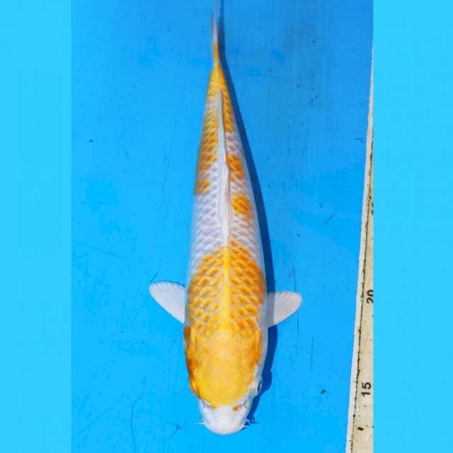 25CM HARIWAKE HIKARI JOSS