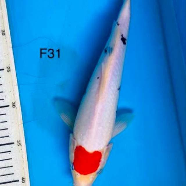 Ori tancho, F31cm