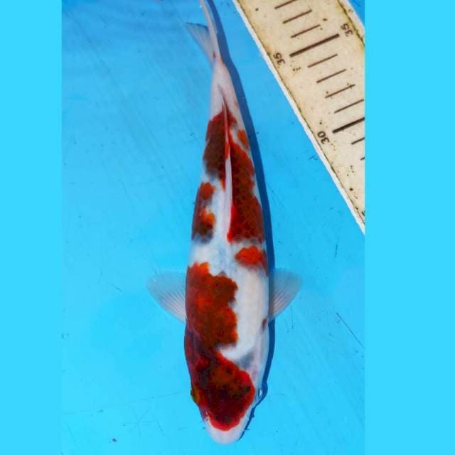 24CM SAKURA BUDO KOROMO